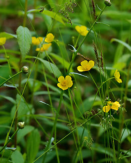 Buttercup - Ranunculus acris One of my favorite wildflowers.

Habitat: Coastal meadow Geotagged,Meadow buttercup,Ranunculus,Ranunculus acris,Spring,United States,buttercup