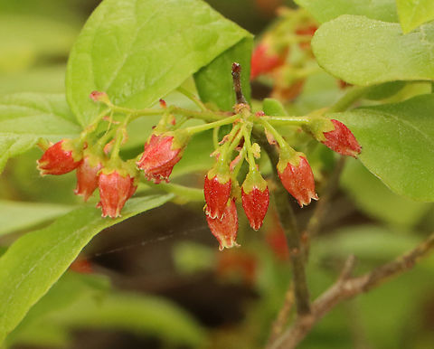 Huckleberry - Gaylussacia baccata Habitat: Growing along the coast Black huckleberry,Gaylussacia,Gaylussacia baccata,Geotagged,Spring,United States,huckleberry
