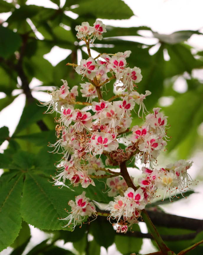 Horse-chestnut - Aesculus hippocastanum Habitat: Coastal meadow/forest edge Aesculus,Aesculus hippocastanum,Geotagged,Horse-chestnut,Spring,United States,chestnut