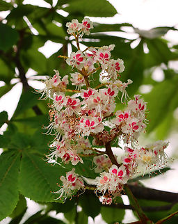 Horse-chestnut - Aesculus hippocastanum Habitat: Coastal meadow/forest edge Aesculus,Aesculus hippocastanum,Geotagged,Horse-chestnut,Spring,United States,chestnut