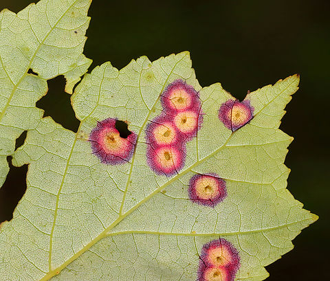 Midge Galls (Underside) - Acericecis sp. Host: Maple (Acer sp.)
https://www.jungledragon.com/image/156150/midge_galls_-_acericecis_sp.html Geotagged,Spring,United States,acericecis,galls,midge galls