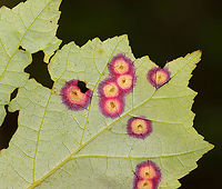 Midge Galls (Underside) - Acericecis sp. Host: Maple (Acer sp.)<br />
https://www.jungledragon.com/image/156150/midge_galls_-_acericecis_sp.html Geotagged,Spring,United States,acericecis,galls,midge galls