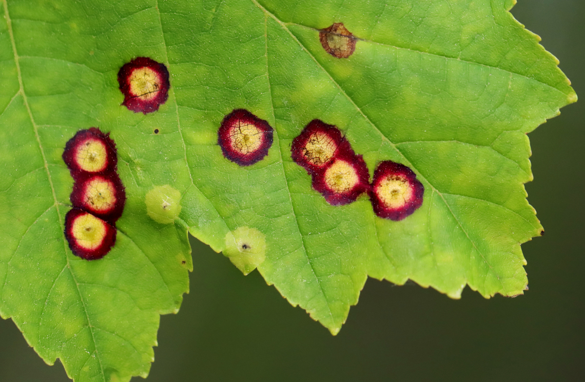 Midge Galls - Acericecis sp. Host: Maple (Acer sp.)<br />
<figure class="photo"><a href="https://www.jungledragon.com/image/156149/midge_galls_underside_-_acericecis_sp.html" title="Midge Galls (Underside) - Acericecis sp."><img src="https://s3.amazonaws.com/media.jungledragon.com/images/3232/156149_thumb.jpg?AWSAccessKeyId=05GMT0V3GWVNE7GGM1R2&Expires=1759968010&Signature=V4NU4fWoAwHaWGIWFwY%2Bv2aDiVo%3D" width="200" height="172" alt="Midge Galls (Underside) - Acericecis sp. Host: Maple (Acer sp.)<br />
https://www.jungledragon.com/image/156150/midge_galls_-_acericecis_sp.html Geotagged,Spring,United States,acericecis,galls,midge galls" /></a></figure> Acericecis,Cecidomyiidae,Geotagged,Spring,United States,acer,galls,maple,midge galls