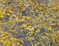 Seaweed Soup - Fucus spiralis Habitat: Saltmarsh at low tide<br />
https://www.jungledragon.com/image/156241/spiral_wrack_-_fucus_spiralis.html Fucus spiralis,Geotagged,Spiral wrack,Spring,United States,algae,fucus,seaweed