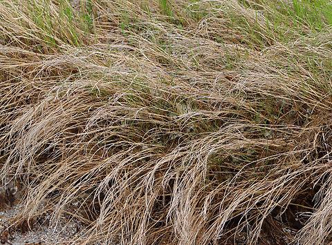 Cordgrass - Sporobolus alterniflorus Habitat: Saltmarsh Geotagged,Sporobolus,Sporobolus alterniflorus,Spring,United States,cordgrass,saltmarsh cordgrass