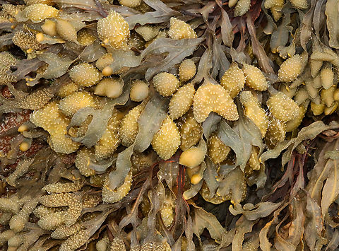 Spiral Wrack - Fucus spiralis Habitat: Saltmarsh at low tide
https://www.jungledragon.com/image/156239/seaweed_soup_-_fucus_spiralis.html Fucus spiralis,Geotagged,Spiral wrack,Spring,United States,algae,fucus,seaweed