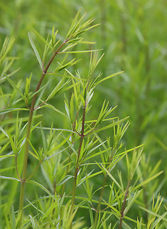 Mountainmint - Pycnanthemum tenuifolium Habitat: Meadow Geotagged,Mountainmint,Narrowleaf mountainmint,Pycnanthemum,Pycnanthemum tenuifolium,Spring,United States