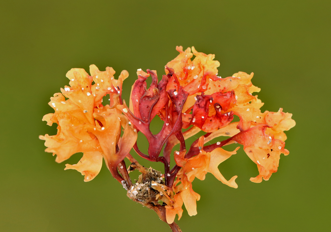 Irish Moss - Chondrus crispus Habitat: Found on beach during low tide Chondrus,Chondrus crispus,Geotagged,Irish moss,Spring,United States,algae,red algae,seaweed