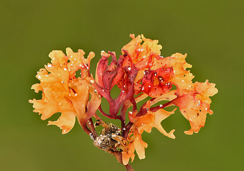 Irish Moss - Chondrus crispus Habitat: Found on beach during low tide Chondrus,Chondrus crispus,Geotagged,Irish moss,Spring,United States,algae,red algae,seaweed