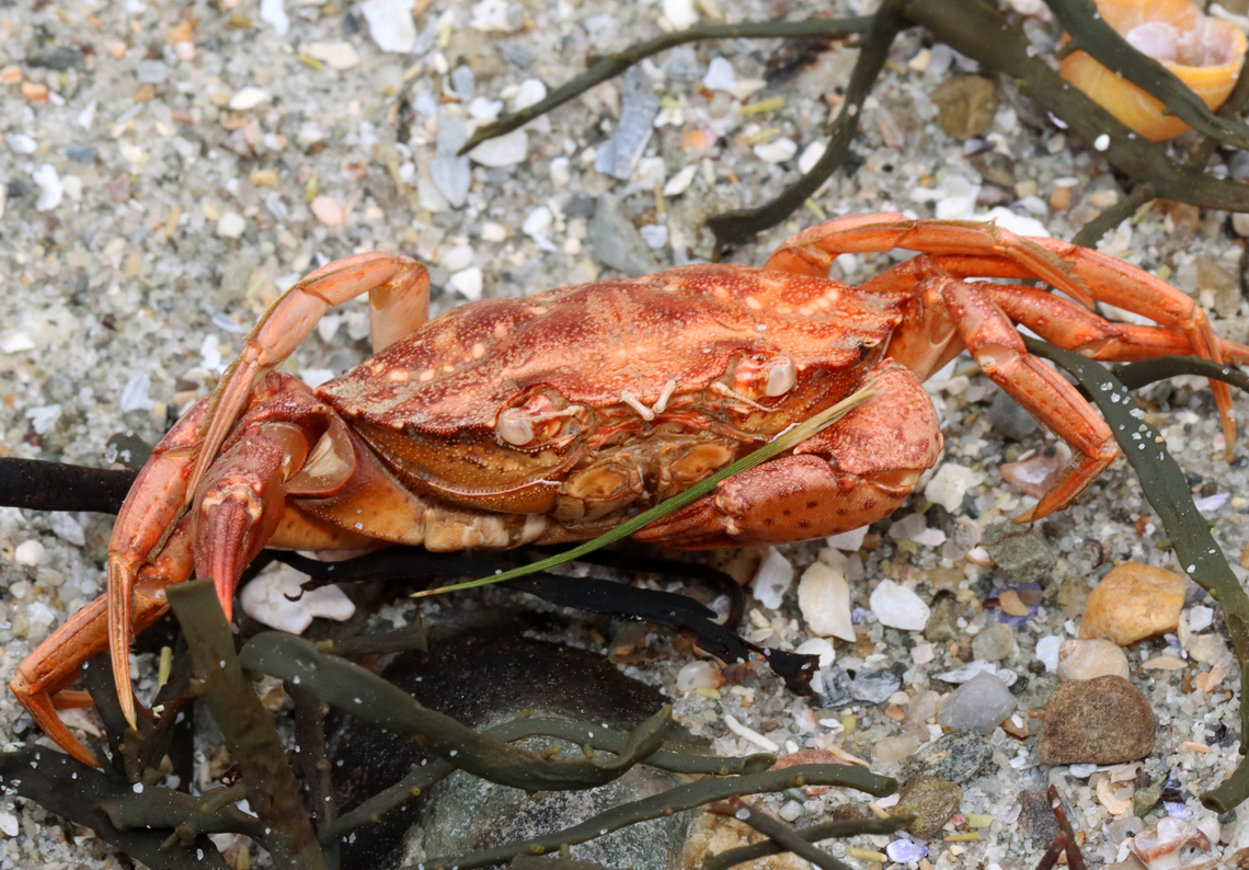 Crab - Carcinus maenas This guy was a bit crabby.<br />
<br />
Habitat: Salt marsh edge at low tide Carcinus maenas,Common littoral crab,Geotagged,Spring,United States,carcinus,crab