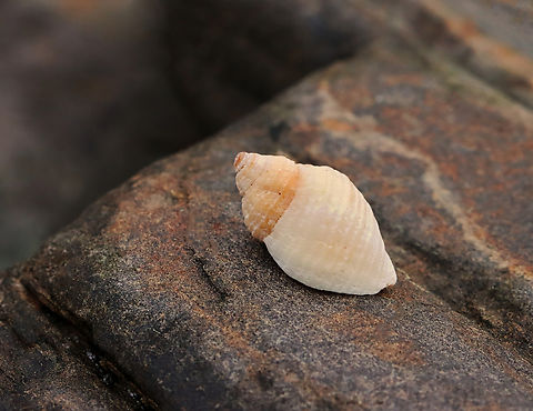 Dog Whelk - Nucella lapillus Habitat: Salt marsh Dog whelk,Geotagged,Nucella,Nucella lapillus,Spring,United States,snail,whelk