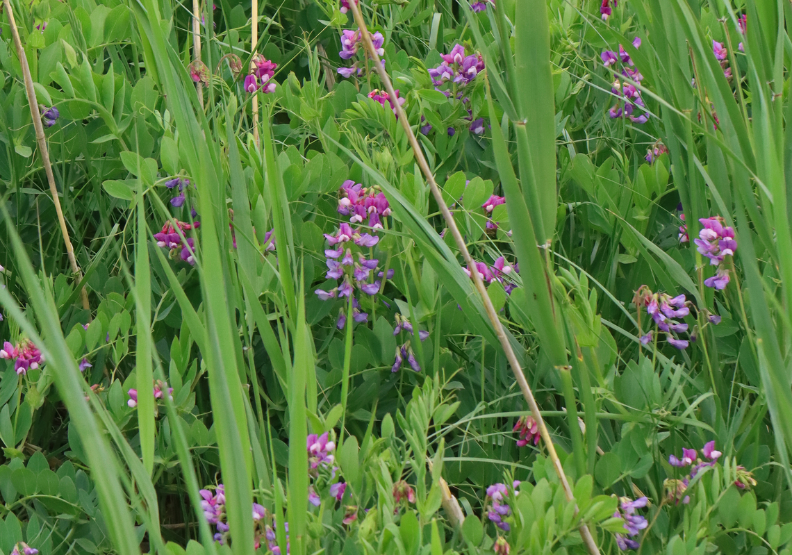Beach Pea - Lathyrus japonicus Habitat: Saltmarsh edge Beach Pea,Geotagged,Lathyrus,Lathyrus japonicus,Spring,United States,legume