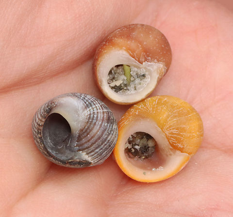 Smooth Periwinkle - Littorina obtusata There is so much variety with this species.

Habitat: Saltmarsh edge
https://www.jungledragon.com/image/156287/smooth_periwinkle_-_littorina_obtusata.html Geotagged,Littorina obtusata,Smooth Periwinkle,Spring,United States