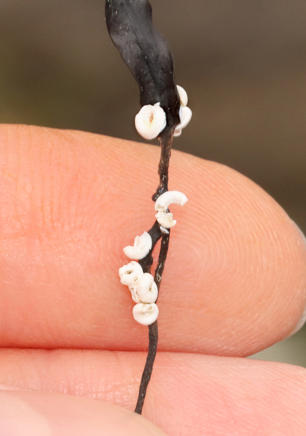 Sinistral Spiral Tubeworm - Spirorbis borealis Habitat: Found on seaweed; saltmarsh Geotagged,Sinistral Spiral Tubeworm,Spirorbis,Spirorbis borealis,Spring,Tubeworm,United States,polychaete worm
