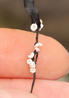 Sinistral Spiral Tubeworm - Spirorbis borealis Habitat: Found on seaweed; saltmarsh Geotagged,Sinistral Spiral Tubeworm,Spirorbis,Spirorbis borealis,Spring,Tubeworm,United States,polychaete worm