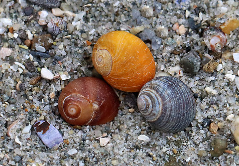 Smooth Periwinkle - Littorina obtusata There is so much variety with this species.

Habitat: Saltmarsh edge
https://www.jungledragon.com/image/156285/smooth_periwinkle_-_littorina_obtusata.html Geotagged,Littorina,Littorina obtusata,Smooth Periwinkle,Spring,United States,periwinkle,snail