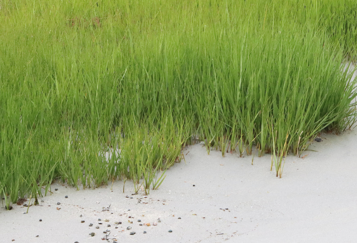 Saltmarsh Cordgrass - Sporobolus alterniflorus Habitat: Saltmarsh<br />
<figure class="photo"><a href="https://www.jungledragon.com/image/156288/saltmarsh_cordgrass_-_sporobolus_alterniflorus.html" title="Saltmarsh Cordgrass - Sporobolus alterniflorus"><img src="https://s3.amazonaws.com/media.jungledragon.com/images/3232/156288_thumb.jpg?AWSAccessKeyId=05GMT0V3GWVNE7GGM1R2&Expires=1759968010&Signature=tWZeZfUUqlL9BfzZ%2B8G9osVn%2FFw%3D" width="200" height="138" alt="Saltmarsh Cordgrass - Sporobolus alterniflorus Habitat: Saltmarsh<br />
https://www.jungledragon.com/image/156288/saltmarsh_cordgrass_-_sporobolus_alterniflorus.html<br />
https://www.jungledragon.com/image/156290/saltmarsh_cordgrass_-_sporobolus_alterniflorus.html<br />
https://www.jungledragon.com/image/156289/saltmarsh_cordgrass_-_sporobolus_alterniflorus.html Cordgrass,Geotagged,Saltmarsh Cordgrass,Sporobolus,Sporobolus alterniflorus,Spring,United States" /></a></figure><br />
<figure class="photo"><a href="https://www.jungledragon.com/image/156290/saltmarsh_cordgrass_-_sporobolus_alterniflorus.html" title="Saltmarsh Cordgrass - Sporobolus alterniflorus"><img src="https://s3.amazonaws.com/media.jungledragon.com/images/3232/156290_thumb.jpg?AWSAccessKeyId=05GMT0V3GWVNE7GGM1R2&Expires=1759968010&Signature=y22ZZ%2B37IXBZFtLl9jCH4NY8hZg%3D" width="200" height="184" alt="Saltmarsh Cordgrass - Sporobolus alterniflorus Habitat: Saltmarsh<br />
https://www.jungledragon.com/image/156288/saltmarsh_cordgrass_-_sporobolus_alterniflorus.html<br />
https://www.jungledragon.com/image/156290/saltmarsh_cordgrass_-_sporobolus_alterniflorus.html<br />
https://www.jungledragon.com/image/156289/saltmarsh_cordgrass_-_sporobolus_alterniflorus.html Geotagged,Saltmarsh Cordgrass,Sporobolus alterniflorus,Spring,United States" /></a></figure><br />
<figure class="photo"><a href="https://www.jungledragon.com/image/156289/saltmarsh_cordgrass_-_sporobolus_alterniflorus.html" title="Saltmarsh Cordgrass - Sporobolus alterniflorus"><img src="https://s3.amazonaws.com/media.jungledragon.com/images/3232/156289_thumb.jpg?AWSAccessKeyId=05GMT0V3GWVNE7GGM1R2&Expires=1759968010&Signature=ON7ydi6bkbnAvA20SLm9PF2znjU%3D" width="200" height="124" alt="Saltmarsh Cordgrass - Sporobolus alterniflorus Habitat: Saltmarsh<br />
https://www.jungledragon.com/image/156288/saltmarsh_cordgrass_-_sporobolus_alterniflorus.html<br />
https://www.jungledragon.com/image/156290/saltmarsh_cordgrass_-_sporobolus_alterniflorus.html<br />
https://www.jungledragon.com/image/156289/saltmarsh_cordgrass_-_sporobolus_alterniflorus.html Geotagged,Saltmarsh Cordgrass,Sporobolus alterniflorus,Spring,United States" /></a></figure> Cordgrass,Geotagged,Saltmarsh Cordgrass,Sporobolus,Sporobolus alterniflorus,Spring,United States
