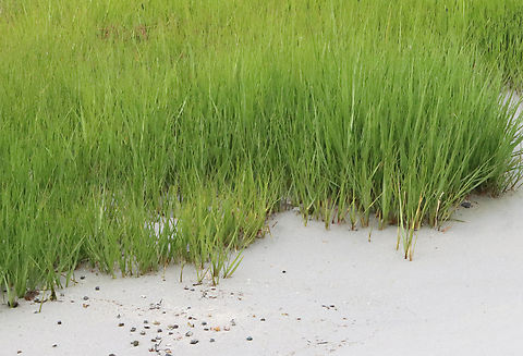 Saltmarsh Cordgrass - Sporobolus alterniflorus Habitat: Saltmarsh
https://www.jungledragon.com/image/156288/saltmarsh_cordgrass_-_sporobolus_alterniflorus.html
https://www.jungledragon.com/image/156290/saltmarsh_cordgrass_-_sporobolus_alterniflorus.html
https://www.jungledragon.com/image/156289/saltmarsh_cordgrass_-_sporobolus_alterniflorus.html Cordgrass,Geotagged,Saltmarsh Cordgrass,Sporobolus,Sporobolus alterniflorus,Spring,United States