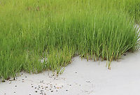 Saltmarsh Cordgrass - Sporobolus alterniflorus Habitat: Saltmarsh<br />
https://www.jungledragon.com/image/156288/saltmarsh_cordgrass_-_sporobolus_alterniflorus.html<br />
https://www.jungledragon.com/image/156290/saltmarsh_cordgrass_-_sporobolus_alterniflorus.html<br />
https://www.jungledragon.com/image/156289/saltmarsh_cordgrass_-_sporobolus_alterniflorus.html Cordgrass,Geotagged,Saltmarsh Cordgrass,Sporobolus,Sporobolus alterniflorus,Spring,United States