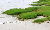 Saltmarsh Cordgrass - Sporobolus alterniflorus Habitat: Saltmarsh<br />
https://www.jungledragon.com/image/156288/saltmarsh_cordgrass_-_sporobolus_alterniflorus.html<br />
https://www.jungledragon.com/image/156290/saltmarsh_cordgrass_-_sporobolus_alterniflorus.html<br />
https://www.jungledragon.com/image/156289/saltmarsh_cordgrass_-_sporobolus_alterniflorus.html Geotagged,Saltmarsh Cordgrass,Sporobolus alterniflorus,Spring,United States