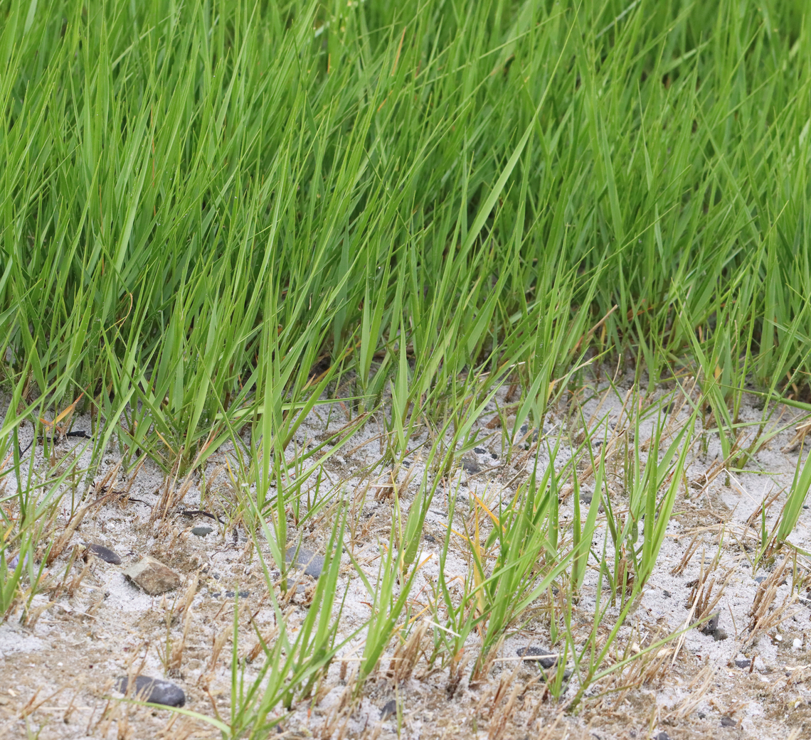 Saltmarsh Cordgrass - Sporobolus alterniflorus Habitat: Saltmarsh<br />
<figure class="photo"><a href="https://www.jungledragon.com/image/156288/saltmarsh_cordgrass_-_sporobolus_alterniflorus.html" title="Saltmarsh Cordgrass - Sporobolus alterniflorus"><img src="https://s3.amazonaws.com/media.jungledragon.com/images/3232/156288_thumb.jpg?AWSAccessKeyId=05GMT0V3GWVNE7GGM1R2&Expires=1759968010&Signature=tWZeZfUUqlL9BfzZ%2B8G9osVn%2FFw%3D" width="200" height="138" alt="Saltmarsh Cordgrass - Sporobolus alterniflorus Habitat: Saltmarsh<br />
https://www.jungledragon.com/image/156288/saltmarsh_cordgrass_-_sporobolus_alterniflorus.html<br />
https://www.jungledragon.com/image/156290/saltmarsh_cordgrass_-_sporobolus_alterniflorus.html<br />
https://www.jungledragon.com/image/156289/saltmarsh_cordgrass_-_sporobolus_alterniflorus.html Cordgrass,Geotagged,Saltmarsh Cordgrass,Sporobolus,Sporobolus alterniflorus,Spring,United States" /></a></figure><br />
<figure class="photo"><a href="https://www.jungledragon.com/image/156290/saltmarsh_cordgrass_-_sporobolus_alterniflorus.html" title="Saltmarsh Cordgrass - Sporobolus alterniflorus"><img src="https://s3.amazonaws.com/media.jungledragon.com/images/3232/156290_thumb.jpg?AWSAccessKeyId=05GMT0V3GWVNE7GGM1R2&Expires=1759968010&Signature=y22ZZ%2B37IXBZFtLl9jCH4NY8hZg%3D" width="200" height="184" alt="Saltmarsh Cordgrass - Sporobolus alterniflorus Habitat: Saltmarsh<br />
https://www.jungledragon.com/image/156288/saltmarsh_cordgrass_-_sporobolus_alterniflorus.html<br />
https://www.jungledragon.com/image/156290/saltmarsh_cordgrass_-_sporobolus_alterniflorus.html<br />
https://www.jungledragon.com/image/156289/saltmarsh_cordgrass_-_sporobolus_alterniflorus.html Geotagged,Saltmarsh Cordgrass,Sporobolus alterniflorus,Spring,United States" /></a></figure><br />
<figure class="photo"><a href="https://www.jungledragon.com/image/156289/saltmarsh_cordgrass_-_sporobolus_alterniflorus.html" title="Saltmarsh Cordgrass - Sporobolus alterniflorus"><img src="https://s3.amazonaws.com/media.jungledragon.com/images/3232/156289_thumb.jpg?AWSAccessKeyId=05GMT0V3GWVNE7GGM1R2&Expires=1759968010&Signature=ON7ydi6bkbnAvA20SLm9PF2znjU%3D" width="200" height="124" alt="Saltmarsh Cordgrass - Sporobolus alterniflorus Habitat: Saltmarsh<br />
https://www.jungledragon.com/image/156288/saltmarsh_cordgrass_-_sporobolus_alterniflorus.html<br />
https://www.jungledragon.com/image/156290/saltmarsh_cordgrass_-_sporobolus_alterniflorus.html<br />
https://www.jungledragon.com/image/156289/saltmarsh_cordgrass_-_sporobolus_alterniflorus.html Geotagged,Saltmarsh Cordgrass,Sporobolus alterniflorus,Spring,United States" /></a></figure> Geotagged,Saltmarsh Cordgrass,Sporobolus alterniflorus,Spring,United States
