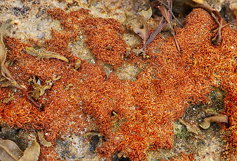 Algae? Some kind of algae? 

Habitat: Growing in a saltmarsh along with Fucus and cordgrass Geotagged,Spring,United States,algae,plant,saltmarsh