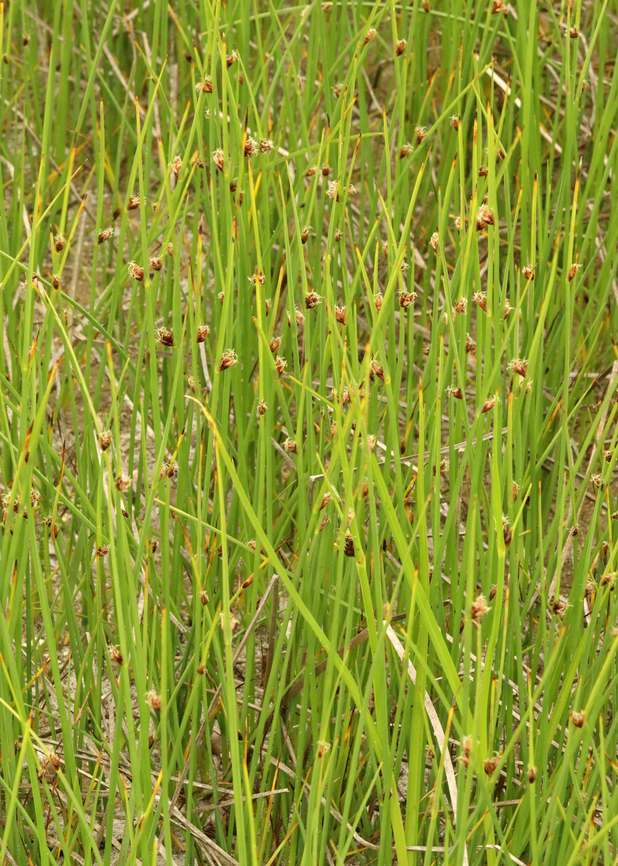 Threesquare - Schoenoplectus pungens Habitat: Saltmarsh<br />
<figure class="photo"><a href="https://www.jungledragon.com/image/156311/threesquare_-_schoenoplectus_pungens.html" title="Threesquare - Schoenoplectus pungens"><img src="https://s3.amazonaws.com/media.jungledragon.com/images/3232/156311_thumb.jpg?AWSAccessKeyId=05GMT0V3GWVNE7GGM1R2&Expires=1759968010&Signature=Yt8Jr1UbWnCfPws6Ng5JeEdJAmM%3D" width="120" height="152" alt="Threesquare - Schoenoplectus pungens Habitat: Saltmarsh<br />
https://www.jungledragon.com/image/156310/threesquare_-_schoenoplectus_pungens.html Geotagged,Schoenoplectus,Schoenoplectus pungens,Spring,United States,bulrush,common threesquare,saltmarsh,sedge,threesquare" /></a></figure> Geotagged,Schoenoplectus pungens,Spring,United States