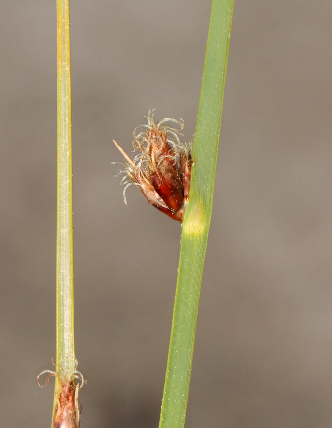 Threesquare - Schoenoplectus pungens Habitat: Saltmarsh<br />
<figure class="photo"><a href="https://www.jungledragon.com/image/156310/threesquare_-_schoenoplectus_pungens.html" title="Threesquare - Schoenoplectus pungens"><img src="https://s3.amazonaws.com/media.jungledragon.com/images/3232/156310_thumb.jpg?AWSAccessKeyId=05GMT0V3GWVNE7GGM1R2&Expires=1769040010&Signature=V6Z3vphm%2B6Ces1K26dkk13p2I6I%3D" width="110" height="152" alt="Threesquare - Schoenoplectus pungens Habitat: Saltmarsh<br />
https://www.jungledragon.com/image/156311/threesquare_-_schoenoplectus_pungens.html Geotagged,Schoenoplectus pungens,Spring,United States" /></a></figure> Geotagged,Schoenoplectus,Schoenoplectus pungens,Spring,United States,bulrush,common threesquare,saltmarsh,sedge,threesquare