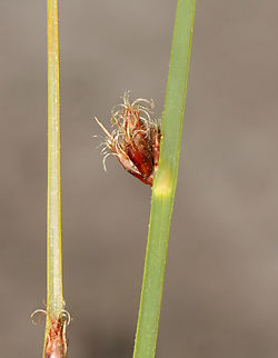 Threesquare - Schoenoplectus pungens Habitat: Saltmarsh
https://www.jungledragon.com/image/156310/threesquare_-_schoenoplectus_pungens.html Geotagged,Schoenoplectus,Schoenoplectus pungens,Spring,United States,bulrush,common threesquare,saltmarsh,sedge,threesquare