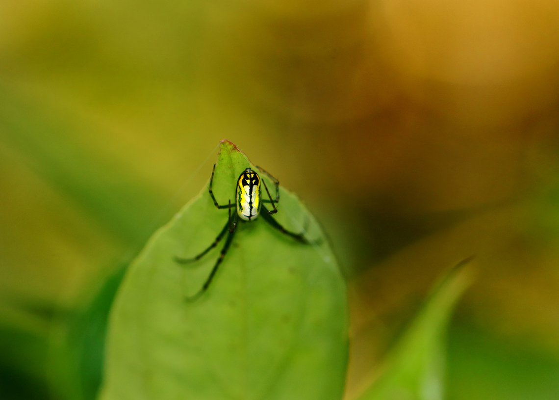 Orchard Spider - Leucauge venusta Habitat: Mixed forest Geotagged,Leucauge venusta,Orchard spider,Summer,United States,leucauge,spider