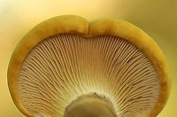 Velvet Roll-rim - Tapinella atrotomentosa Habitat: Mixed, mesic forest<br />
https://www.jungledragon.com/image/156382/velvet_roll-rim_-_tapinella_atrotomentosa.html Geotagged,Summer,Tapinella atrotomentosa,United States,Velvet roll-rim