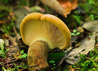 Velvet Roll-rim - Tapinella atrotomentosa Habitat: Mixed, mesic forest<br />
https://www.jungledragon.com/image/156381/velvet_roll-rim_-_tapinella_atrotomentosa.html Geotagged,Summer,Tapinella,Tapinella atrotomentosa,United States,Velvet roll-rim,fungus,mushroom