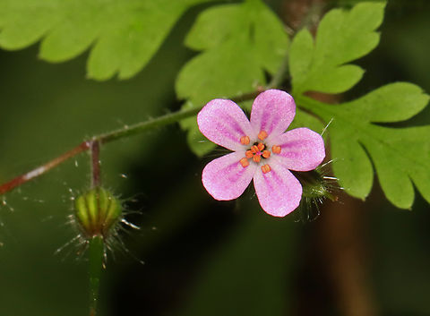 Herb Robert - Geranium robertianum Habitat: Mixed, mesic forest Geotagged,Geranium robertianum,Herb Robert,Summer,United States,geranium