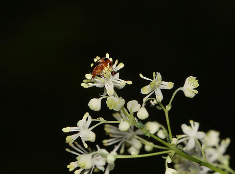 Mordellistena ornata