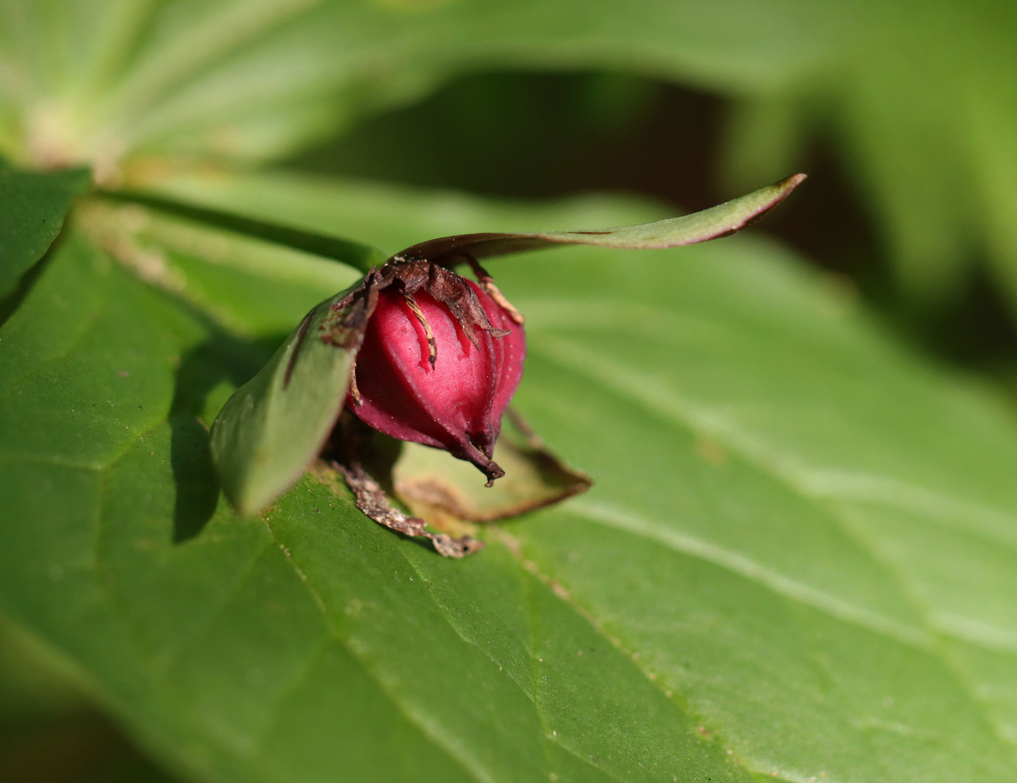 Trillium Fruit - Trillium erectum After a flower gets pollinated, the petals wither and leave behind a fruit that contains the seeds. The fruit is on the end of a long stalk, which bends down toward the ground. As the fruit/seeds mature, the pressure of their growth splits the capsule open, causing the seeds to fall to the ground.<br />
<br />
Habitat: Mesic, mixed forest Geotagged,Red trillium,Summer,Trillium erectum,United States,fruit,seed capsule,trillium,trillium seed pod