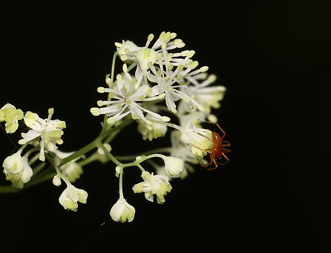 Blacktailed red sheetweaver