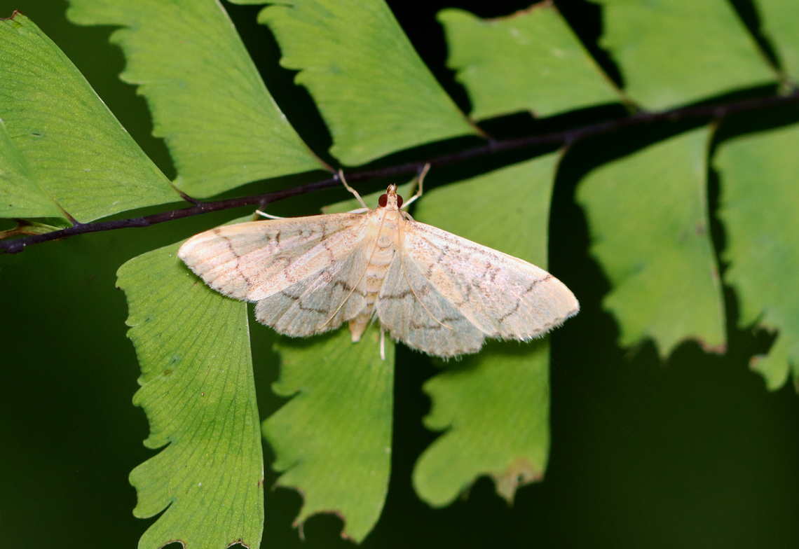 Hollow-spotted Blepharomastix - Blepharomastix ranalis Habitat: Mixed, mesic forest Blepharomastix,Blepharomastix ranalis,Geotagged,Hollow-spotted Blepharomastix Moth,Summer,United States,crambidae,moth