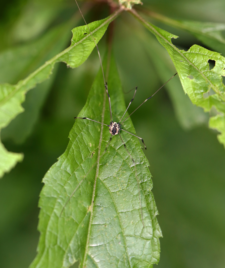 Eastern Harvestman - Leiobunum vittatum Habitat: Mixed, mesic forest Geotagged,Leiobunum,Leiobunum vittatum,Summer,United States,arachnid,harvestman