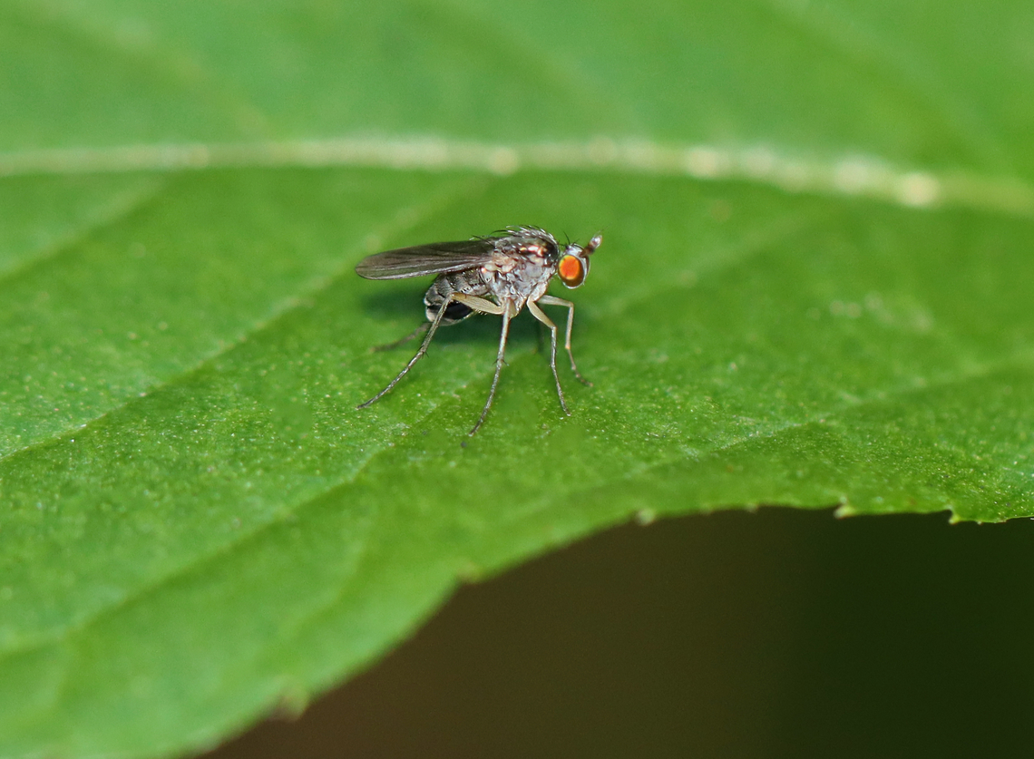 Fly - Gymnopternus sp., maybe Gymnopternus politus Habitat: Mixed, mesic forest Dolichopodidae,Geotagged,Gymnopternus,Summer,United States,diptera,fly