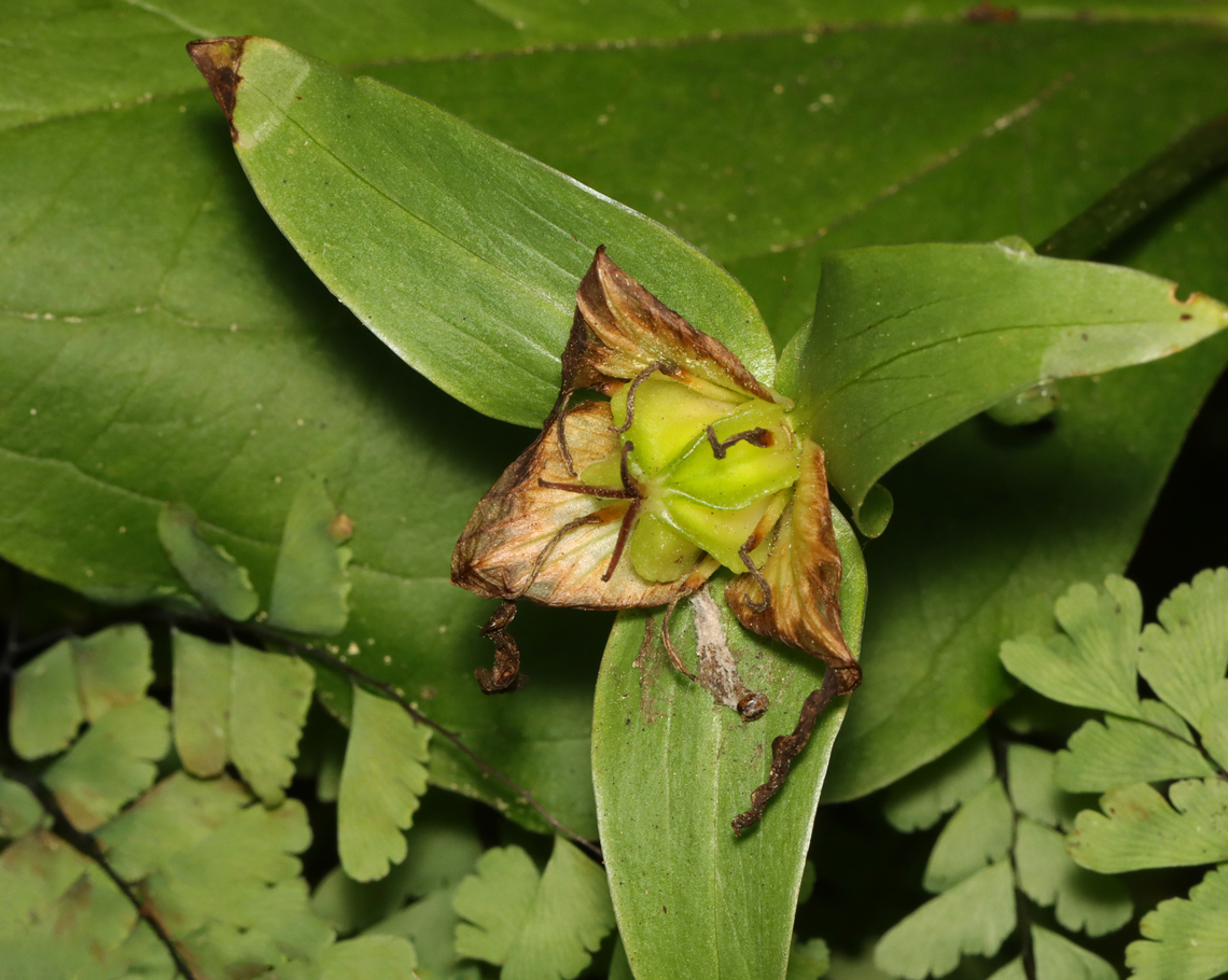 Great White Trillium Seed Pod/Fruit - Trillium grandiflorum *Species is tentative<br />
<br />
Habitat: Mixed, mesic forest Geotagged,Great white trillium,Summer,Trillium grandiflorum,United States,fruit,seed pod,trillium