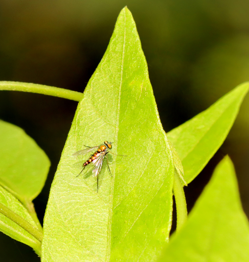 Long-legged Fly - Condylostylus caudatus complex Habitat: Resting on vegetation beside a pond in a mixed forest Complex Condylostylus caudatus,Condylostylus,Condylostylus caudatus,Condylostylus caudatus complex,Dolichopodidae,Geotagged,Summer,United States,diptera,fly,long-legged fly