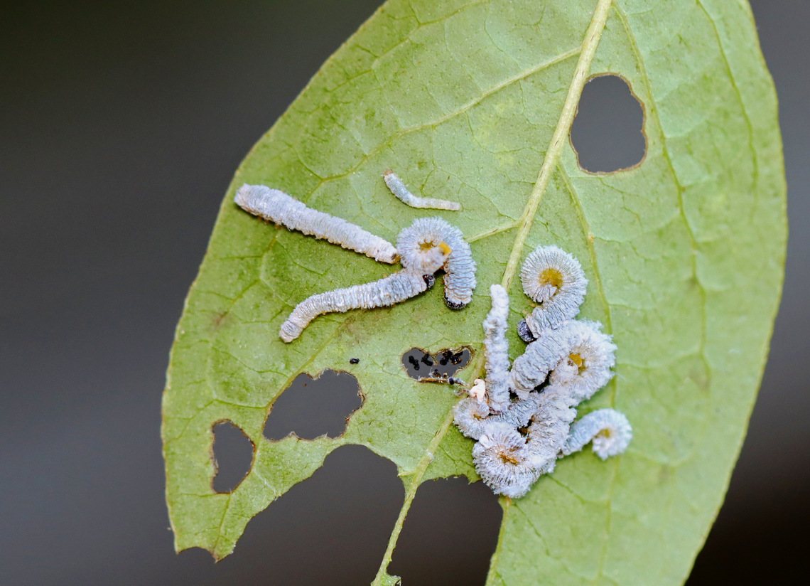 Dogwood Sawfly Larvae - Macremphytus sp. Possibly Macremphytus testaceus.<br />
<br />
Habitat: Mixed, mesic forest Geotagged,Macremphytus,Summer,United States,dogwood sawfly,larva,larvae,sawfly,sawfly larvae