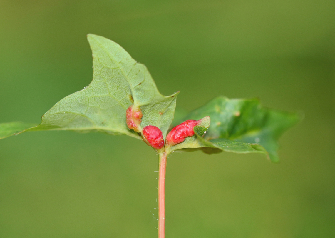 Mite Galls - Family Eriophyidae Host: Maple (Acer sp.) Eriophyidae,Geotagged,Summer,United States,galls,mite,mite galls,signs of wildlife