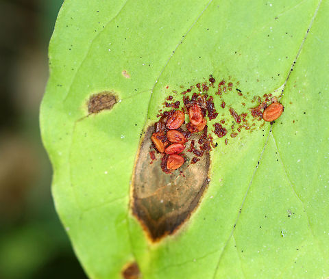 Bird Scat *This is probably bird poop, but I am not totally sure since I didn't see it happen. ;P Geotagged,Summer,United States,bird scat,poop,scat,signs of wildlife
