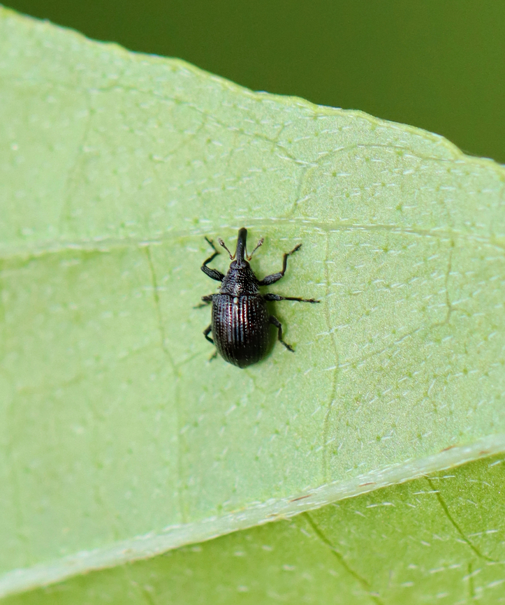 Weevil - Odontocorynus salebrosus *Tentative ID based on distally widened scape and small size (~4 mm)<br />
<br />
Habitat: Found on vegetation next to a pond in a mixed forest.<br />
<figure class="photo"><a href="https://www.jungledragon.com/image/156396/weevil_-_odontocorynus_salebrosus.html" title="Weevil - Odontocorynus salebrosus"><img src="https://s3.amazonaws.com/media.jungledragon.com/images/3232/156396_thumb.jpg?AWSAccessKeyId=05GMT0V3GWVNE7GGM1R2&Expires=1759968010&Signature=V%2FL7PlfKn9m3%2BsUTrG8Fyqkr9DY%3D" width="200" height="134" alt="Weevil - Odontocorynus salebrosus *Tentative ID based on distally widened scape and small size (~4 mm)<br />
<br />
Habitat: Found on vegetation next to a pond in a mixed forest.<br />
https://www.jungledragon.com/image/156395/weevil_-_odontocorynus_salebrosus.html Geotagged,Odontocorynus salebrosus,Summer,United States" /></a></figure> Geotagged,Odontocorynus,Odontocorynus salebrosus,Summer,United States,beetle,curculionidae,weevil