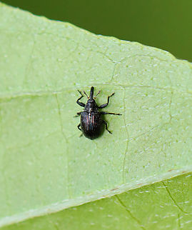 Weevil - Odontocorynus salebrosus *Tentative ID based on distally widened scape and small size (~4 mm)

Habitat: Found on vegetation next to a pond in a mixed forest.
https://www.jungledragon.com/image/156396/weevil_-_odontocorynus_salebrosus.html Geotagged,Odontocorynus,Odontocorynus salebrosus,Summer,United States,beetle,curculionidae,weevil