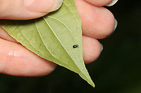 Weevil - Odontocorynus salebrosus *Tentative ID based on distally widened scape and small size (~4 mm)<br />
<br />
Habitat: Found on vegetation next to a pond in a mixed forest.<br />
https://www.jungledragon.com/image/156395/weevil_-_odontocorynus_salebrosus.html Geotagged,Odontocorynus salebrosus,Summer,United States