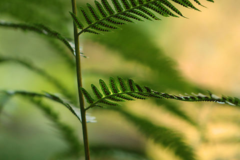 Christmas Fern - Polystichum acrostichoides? Habitat: Mesic forest Geotagged,Polystichum,Summer,United States,fern