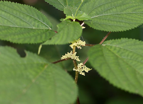 Wood Nettle - Laportea canadensis A native nettle species, unlike the similar stinging nettle, which is invasive. The hairs on the plant cause a painful burning, stinging sensation, sometimes with barbs left in the skin. The skin then turns red and blisters with the blisters persisting for several days.

Habitat: Mixed, mesic forest Canada nettle,Geotagged,Laportea canadensis,Summer,United States,laportea,nettle