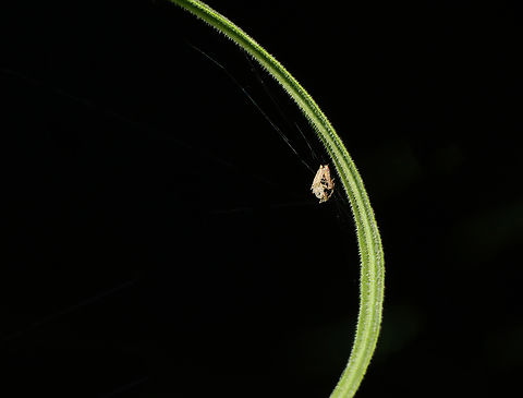 Dead Midge and Exuvium in Spider Silk I assume the midge emerged from its exuvium and was then predated upon by a spider.

Habitat: Mixed, mesic forest Chironomidae,Geotagged,Summer,United States,exuvia,exuvium,midge,signs of wildlife,spider silk,web